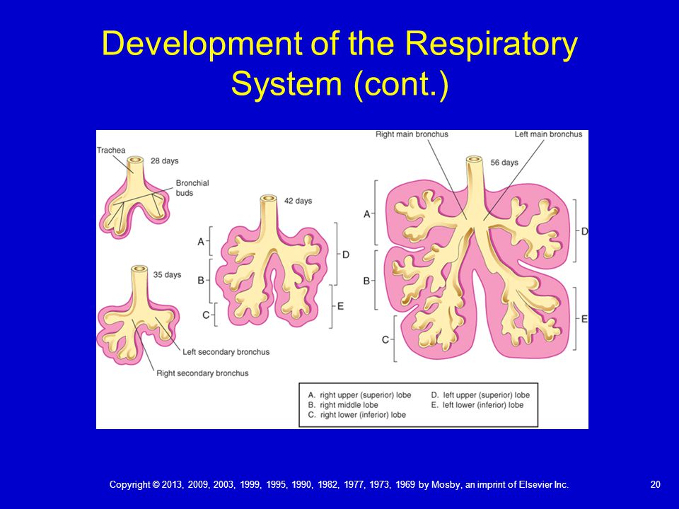 Evolution of respiratory systems
